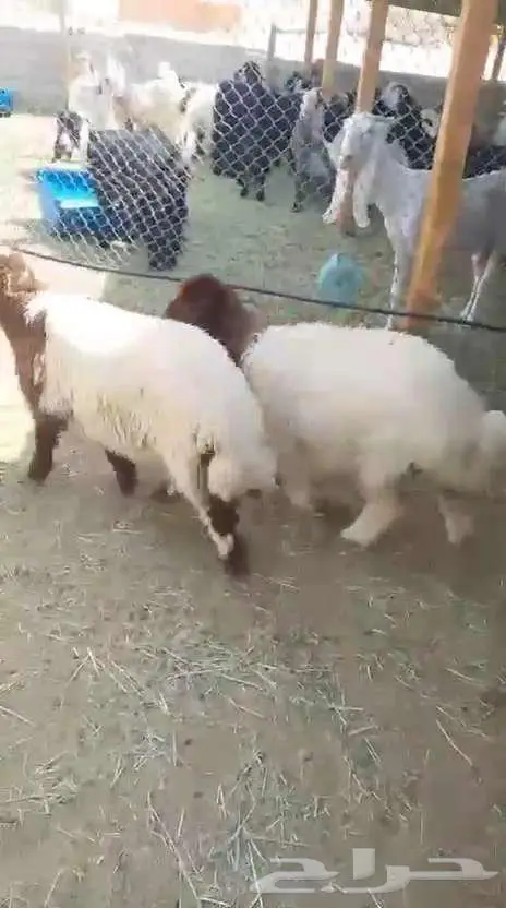 رخال نعيمي ذبايح 0