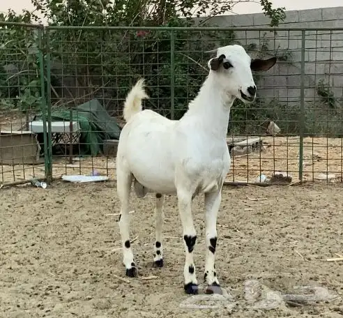 مشروع فحل بيشي اطرف 2