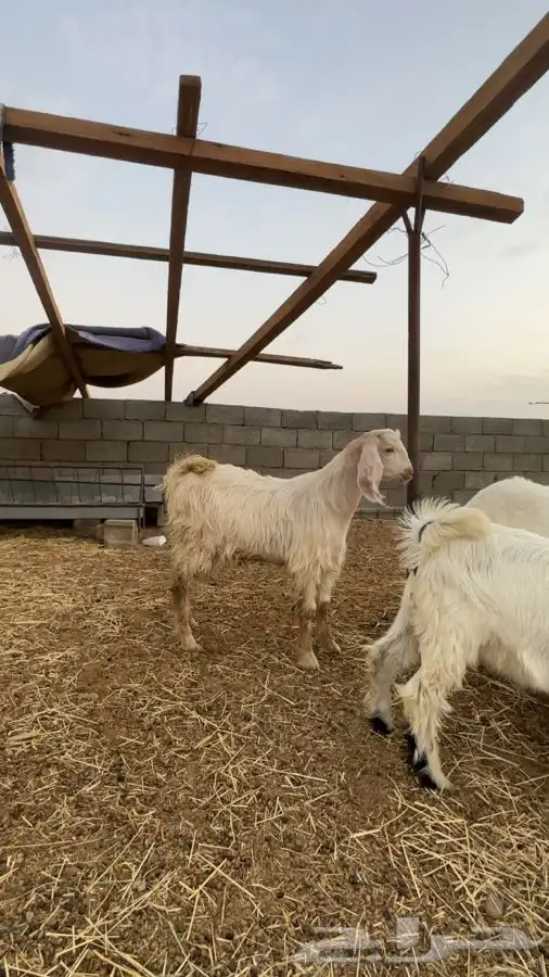 تيوس بريه من بيشه وطليان منسبات وثلاجه 0