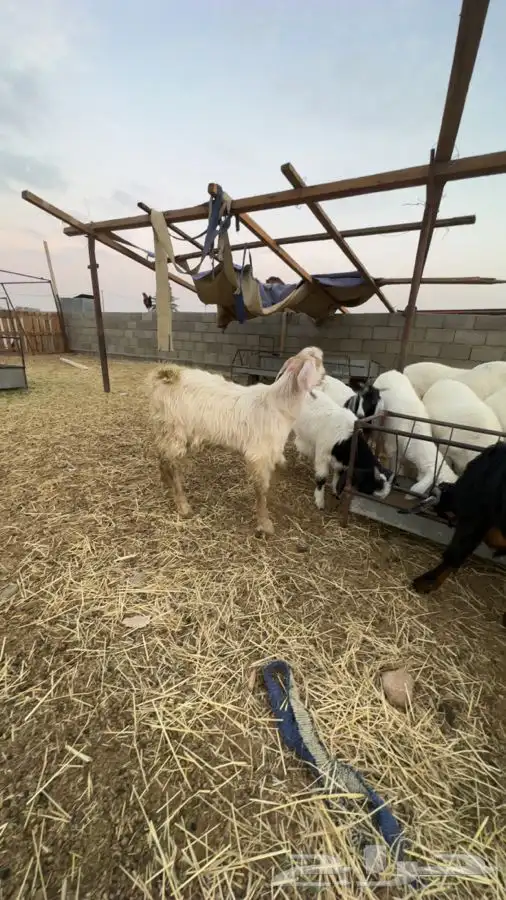 تيوس بريه من بيشه وطليان منسبات وثلاجه 1