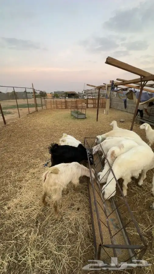 تيوس بريه من بيشه وطليان منسبات وثلاجه 2