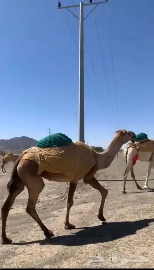 معالج ابل 0