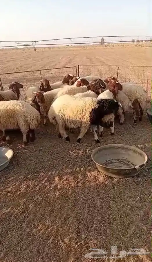 بهم للبيع 1