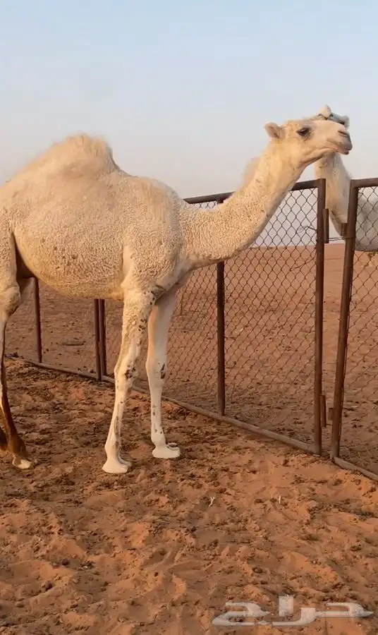 قعود اوضح على الحاكم 3