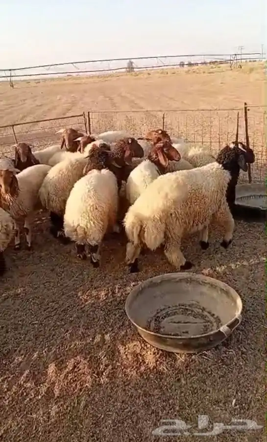 بهم للبيع 3
