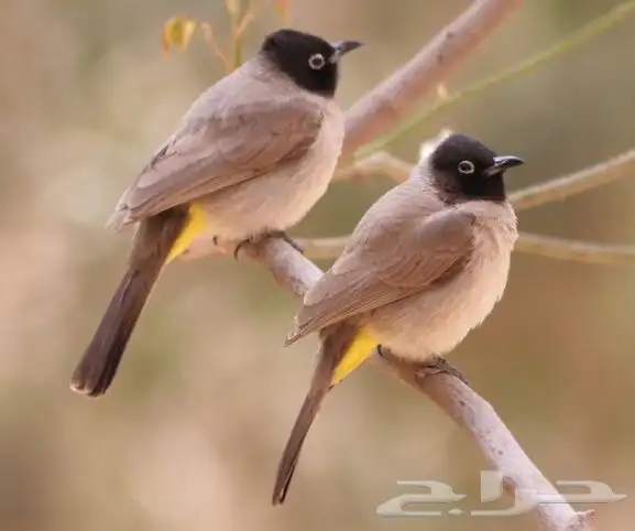 طير بلبل نغاري 0