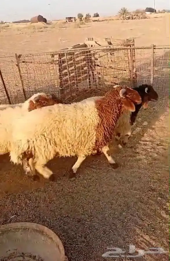 بهم للبيع 2