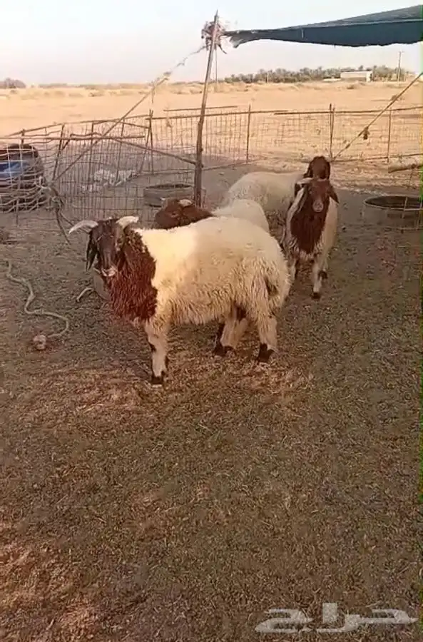 بهم للبيع 0