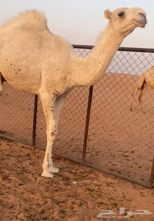 قعود اوضح على الحاكم 2