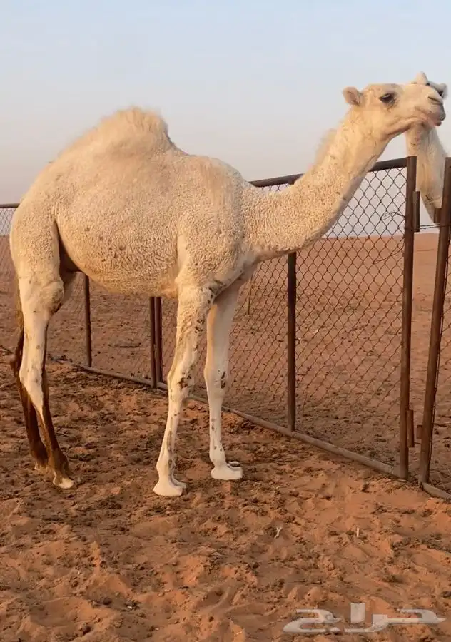 قعود اوضح على الحاكم 1
