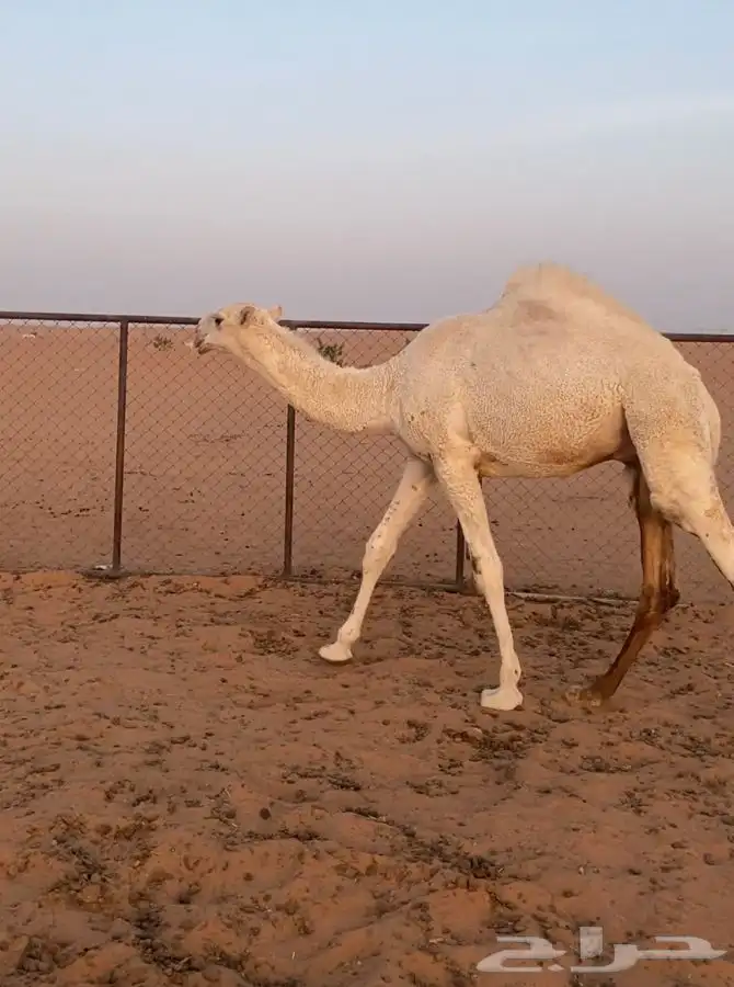 قعود اوضح على الحاكم 4