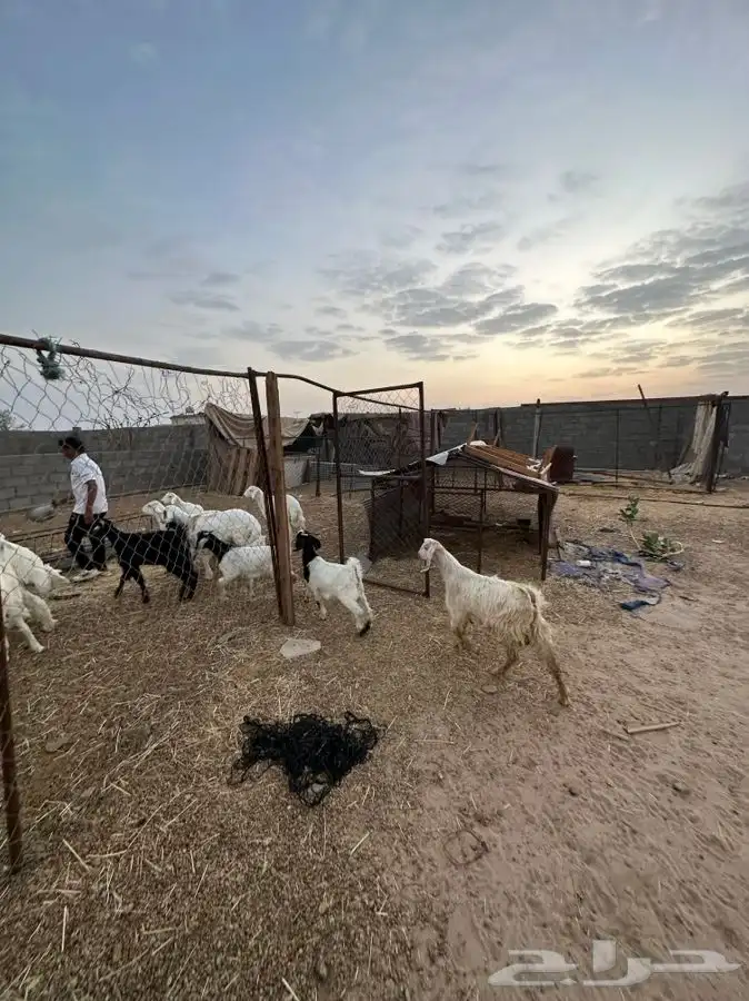 تيوس بريه من بيشه وطليان منسبات وثلاجه 4