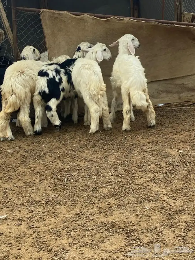 النوع 4 رخال وطلى 0