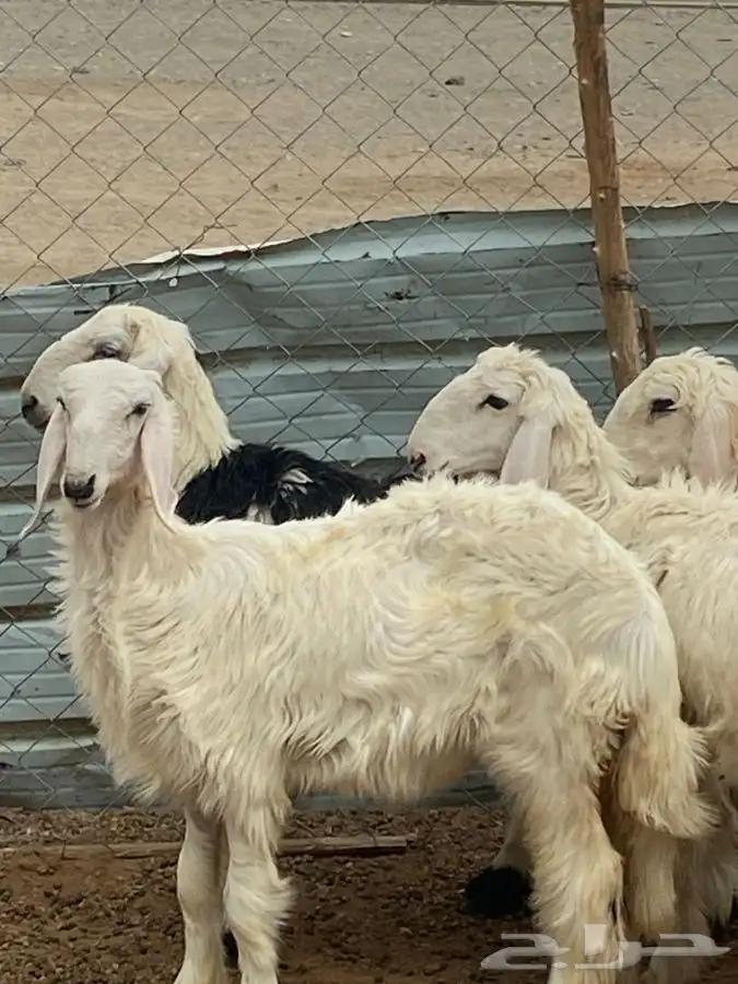 النوع 4 رخال وطلى 10