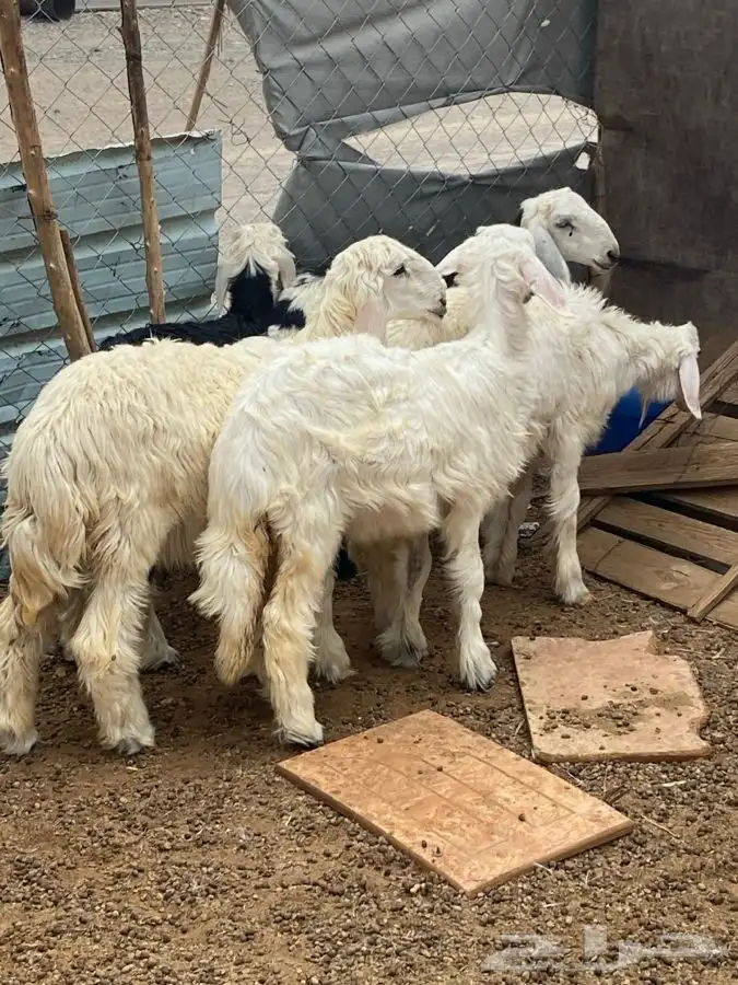 النوع 4 رخال وطلى 7