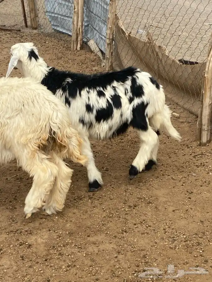 النوع 4 رخال وطلى 5