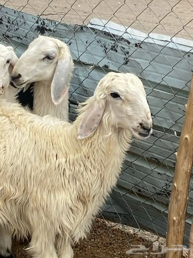 النوع 4 رخال وطلى 6