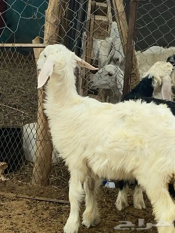 النوع 4 رخال وطلى 3