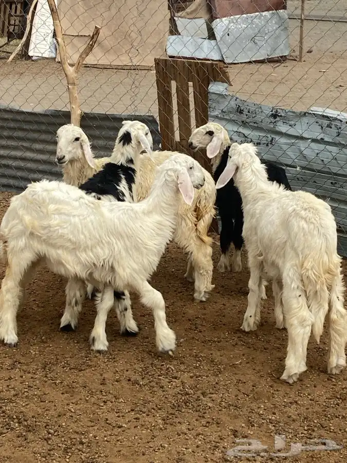 النوع 4 رخال وطلى 9