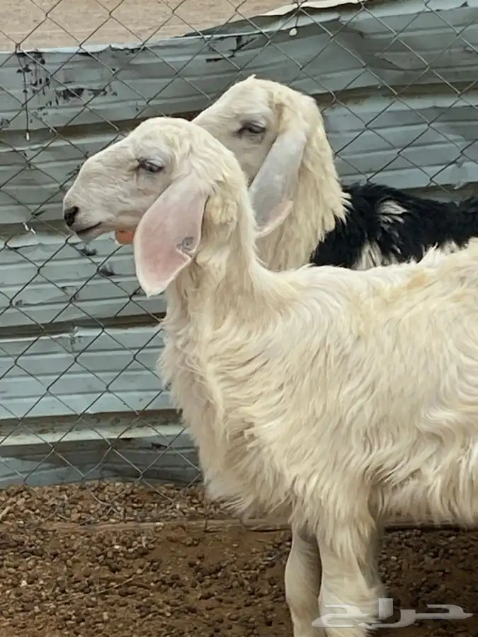 النوع 4 رخال وطلى 8