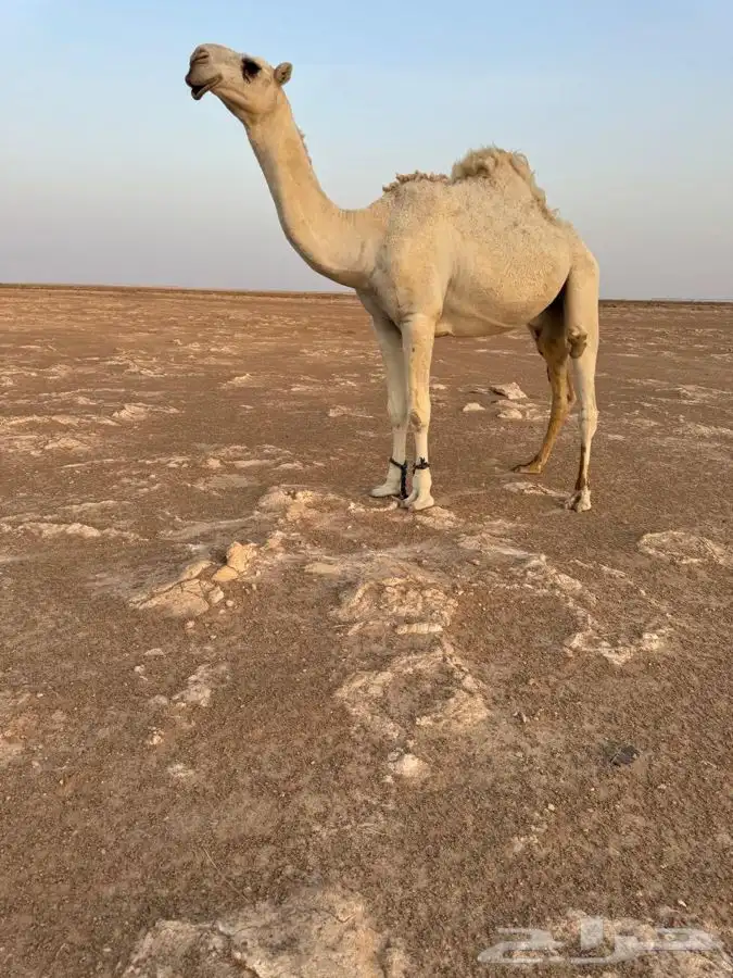 للبيع قعود صاهودي طيب 1