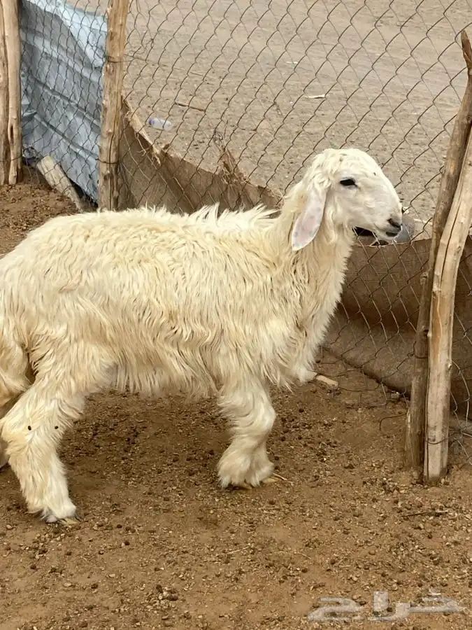 النوع 4 رخال وطلى 1