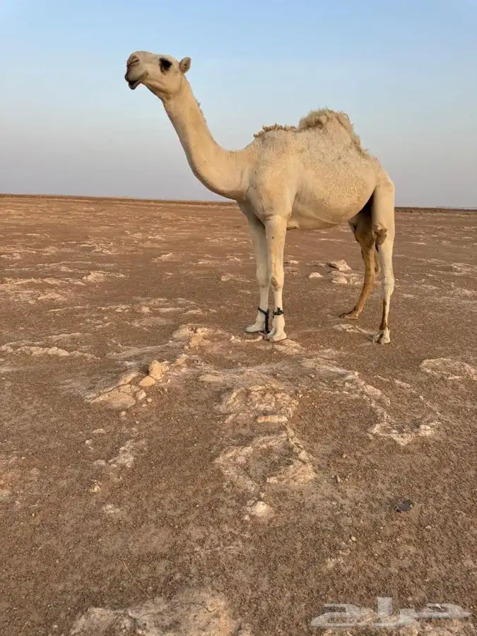 للبيع قعود صاهودي طيب 0