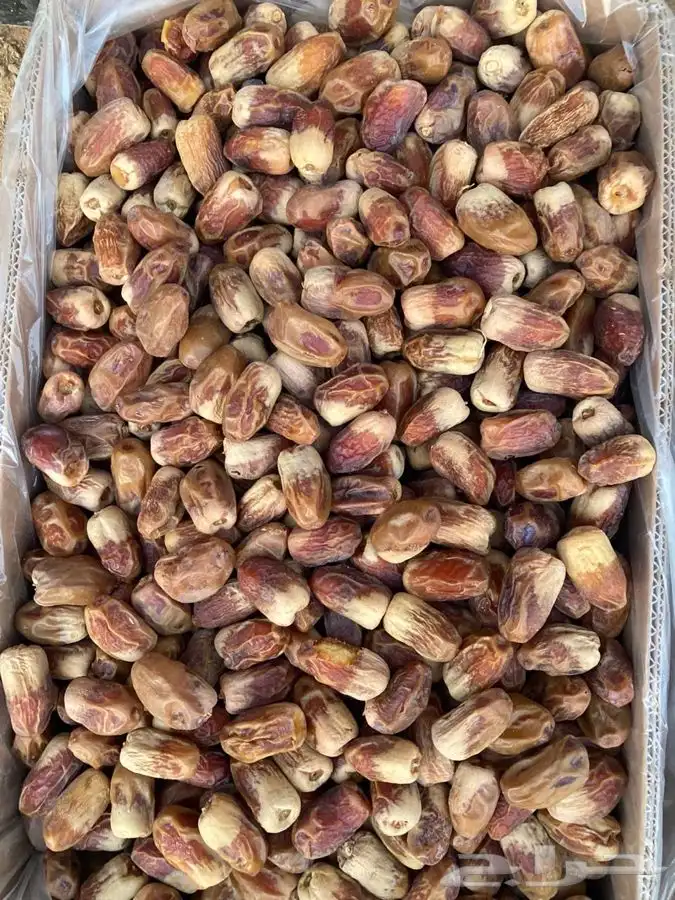 صقعي طيب 1
