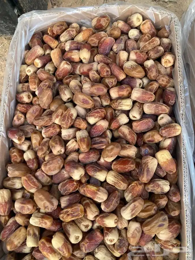 صقعي طيب 0