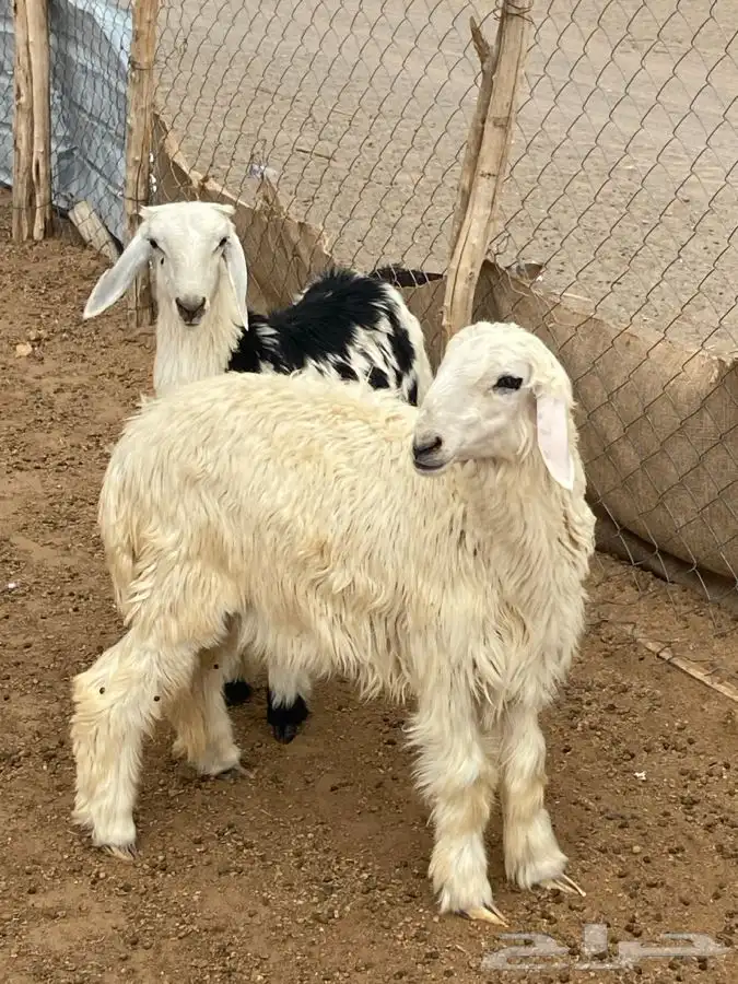 النوع 4 رخال وطلى 4