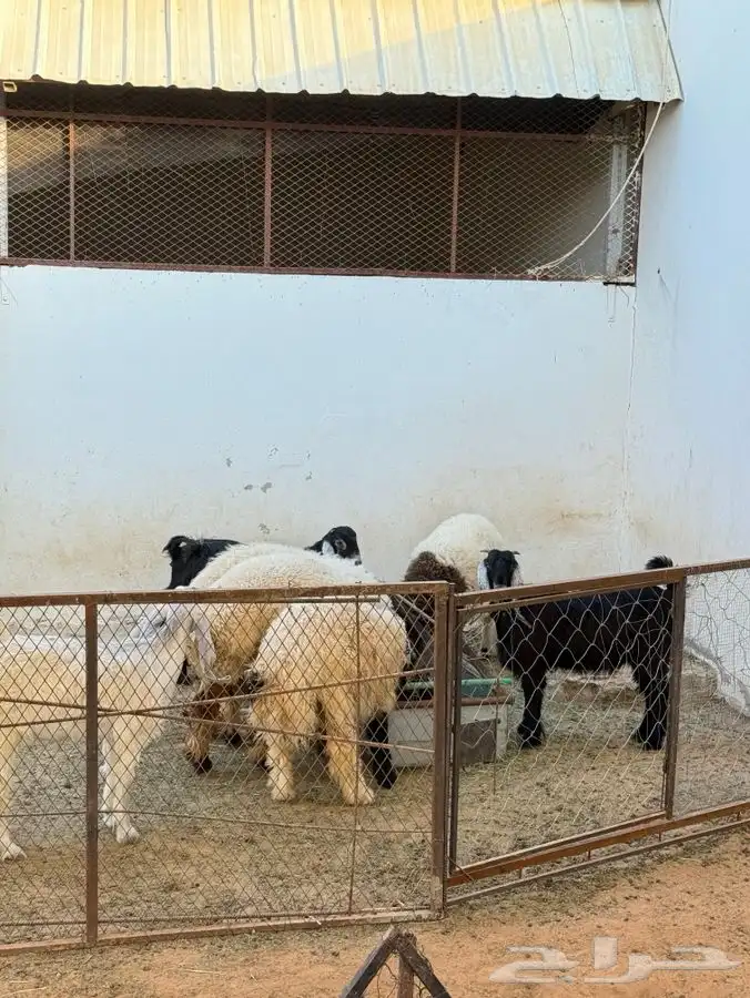 5 جفار 1 تيس و2 طلي على الشوف 0