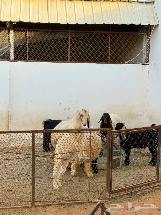 5 جفار 1 تيس و2 طلي على الشوف 1