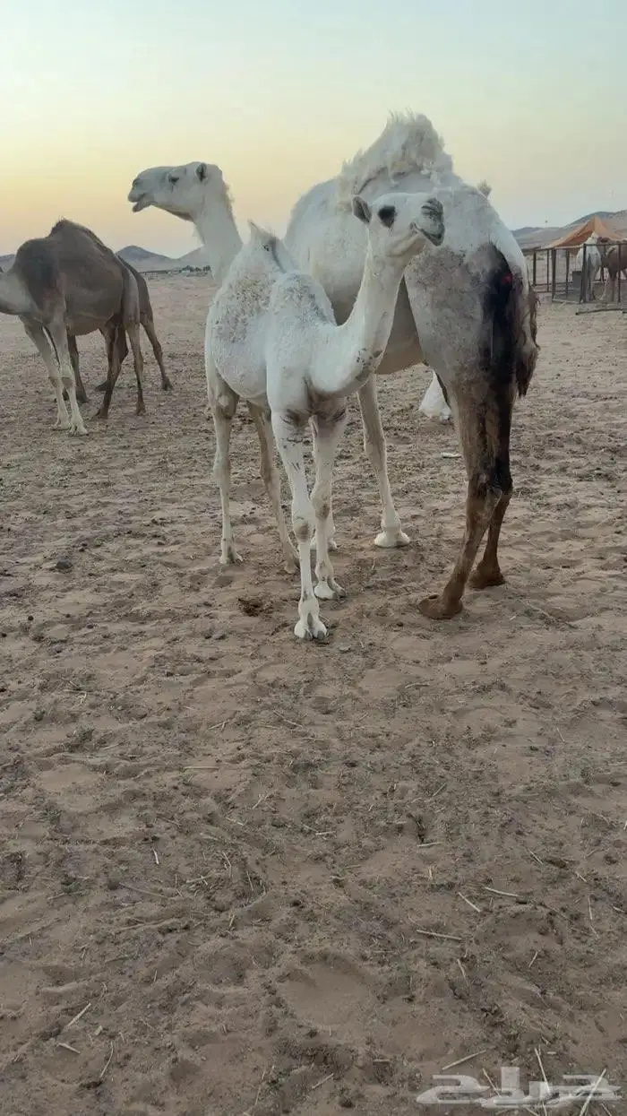 حواره طيبه للبيع 1