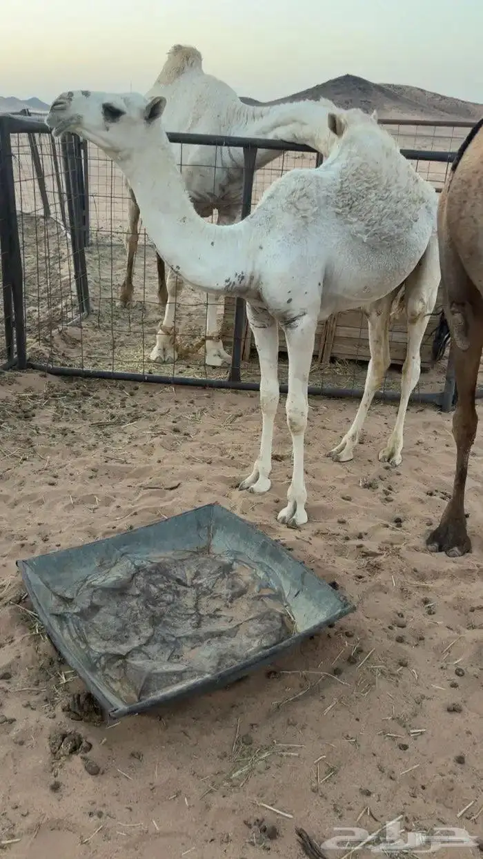 حواره طيبه للبيع 0