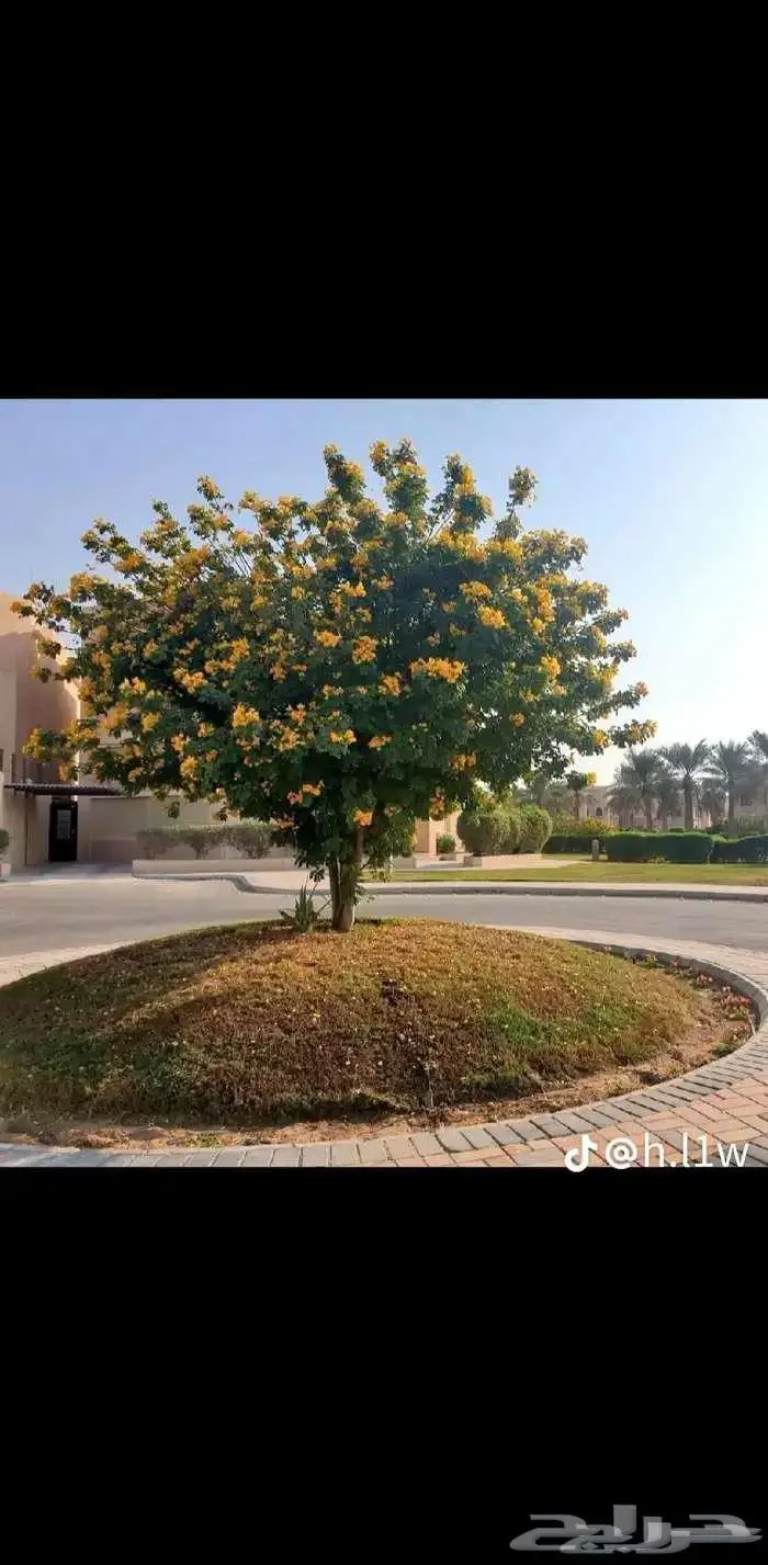 تنسيق حدائق 0