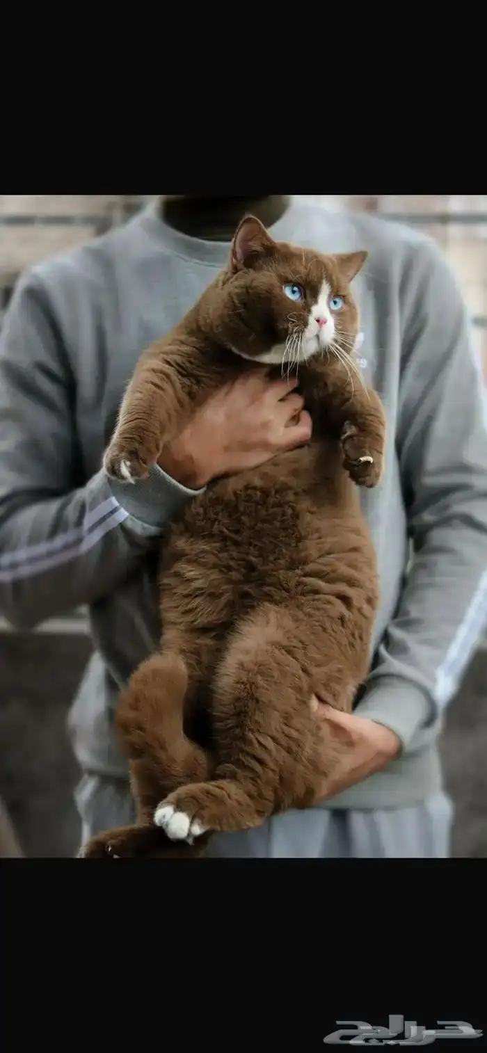 عرض للمهتمين بالإنتاج سينامون بريتش 0