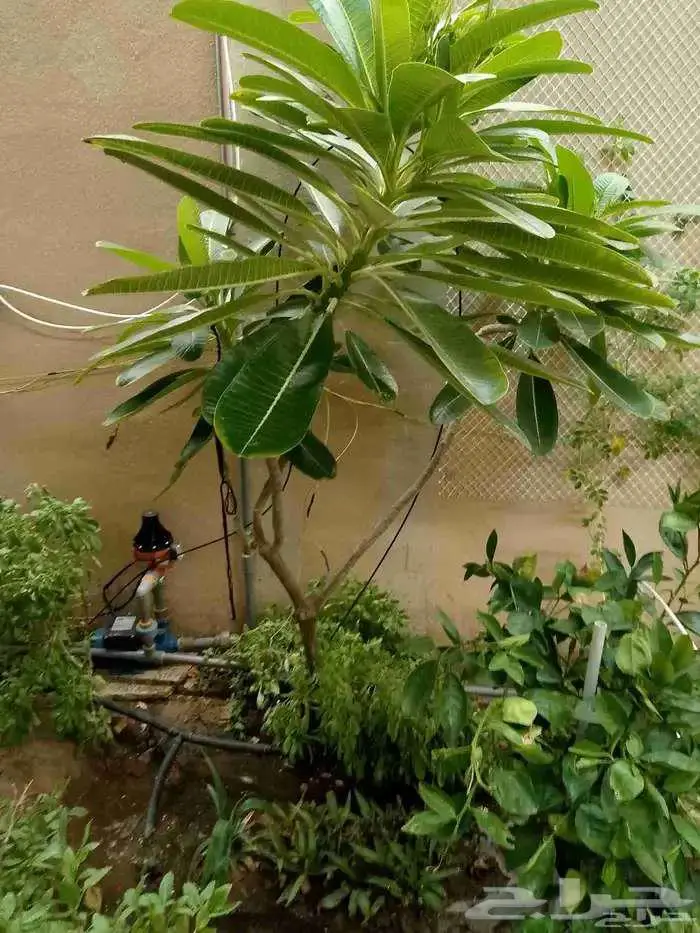 تنسيق حدائق 2