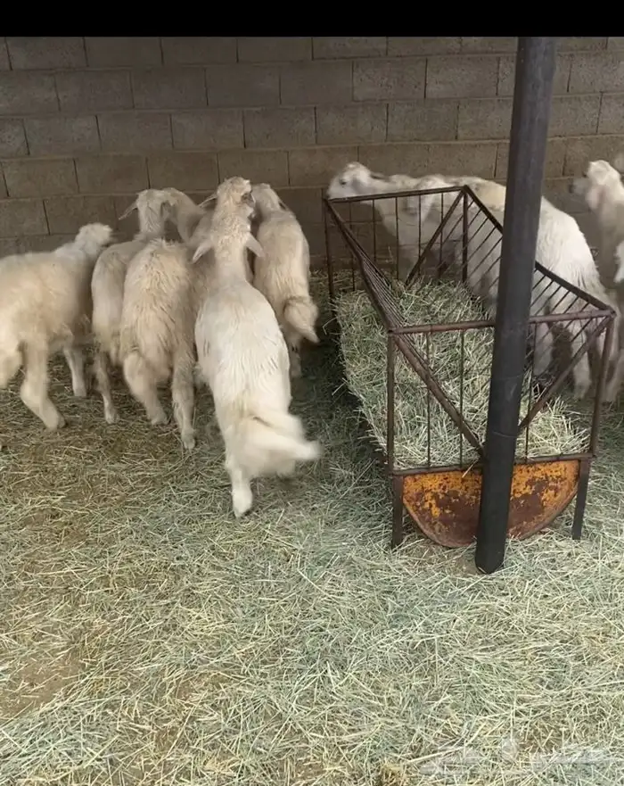 خرفان بلديات ونضيفه ويوجدتوصيل 0