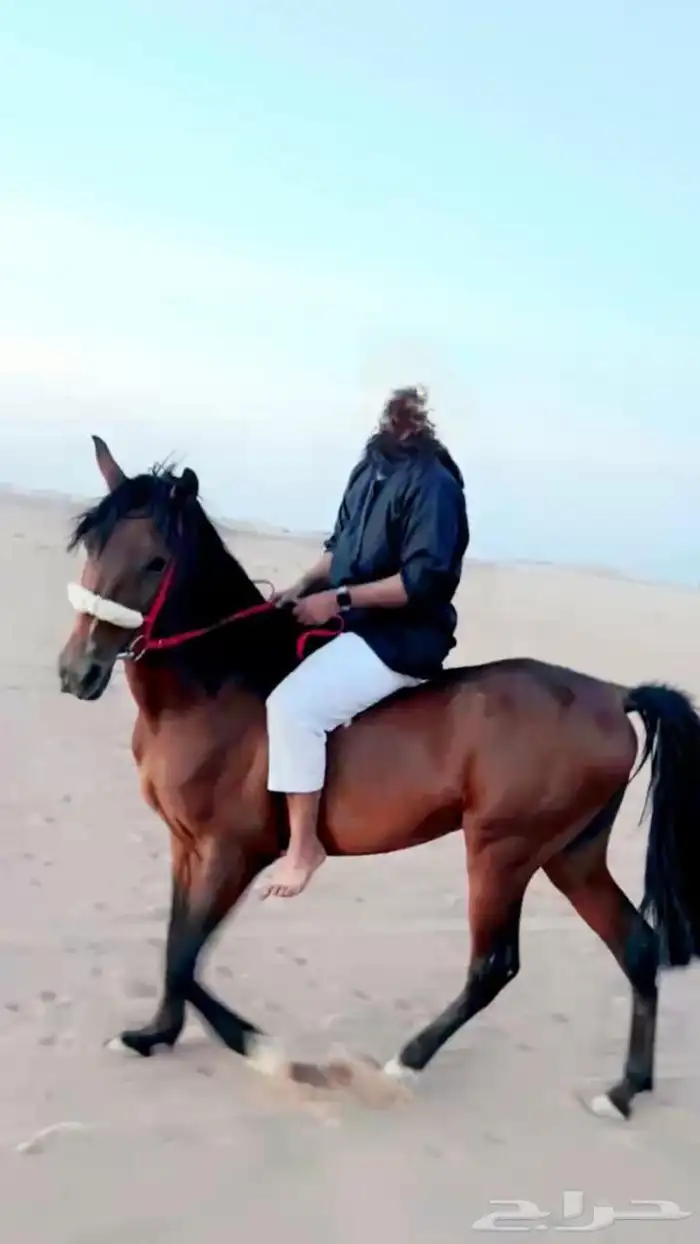 حصان شعبي 0