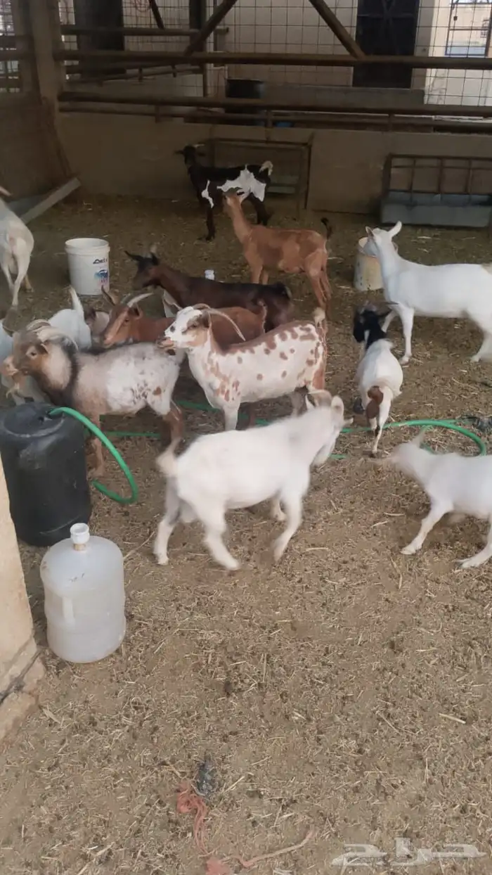للبيع مجوعه غنم 3