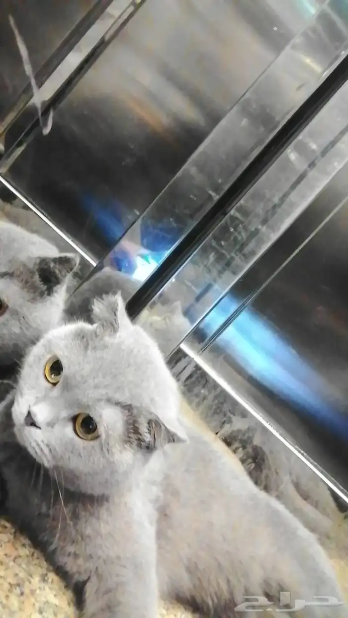 قطو سكوتش فولد انثى 0