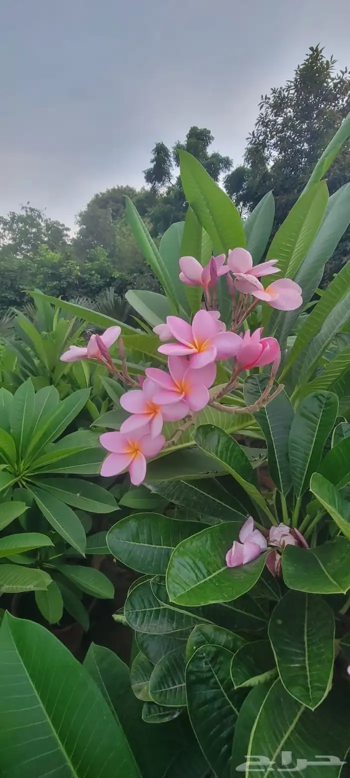 نباتات الزينة والعطريات والزهور   نجران 6