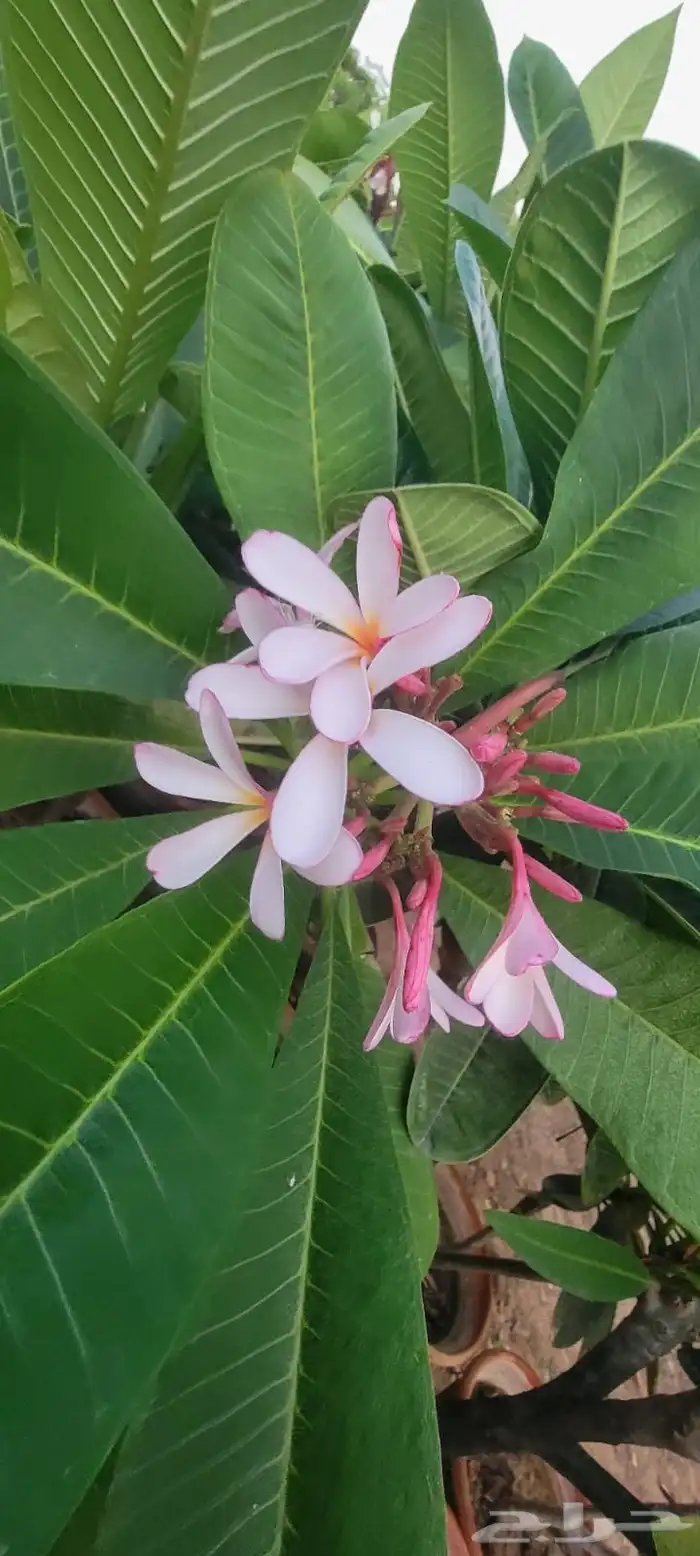 نباتات الزينة والعطريات والزهور   نجران 10