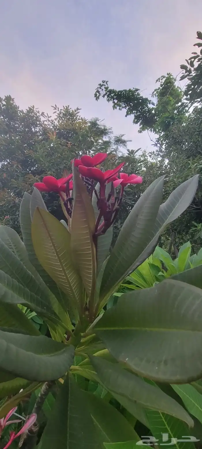 نباتات الزينة والعطريات والزهور   نجران 9