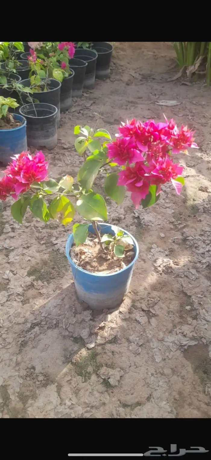 نباتات الزينة والعطريات والزهور   نجران 28