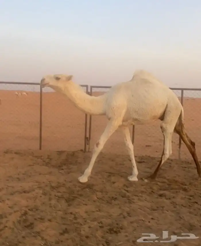 قعود اوضح على الحاكم 0