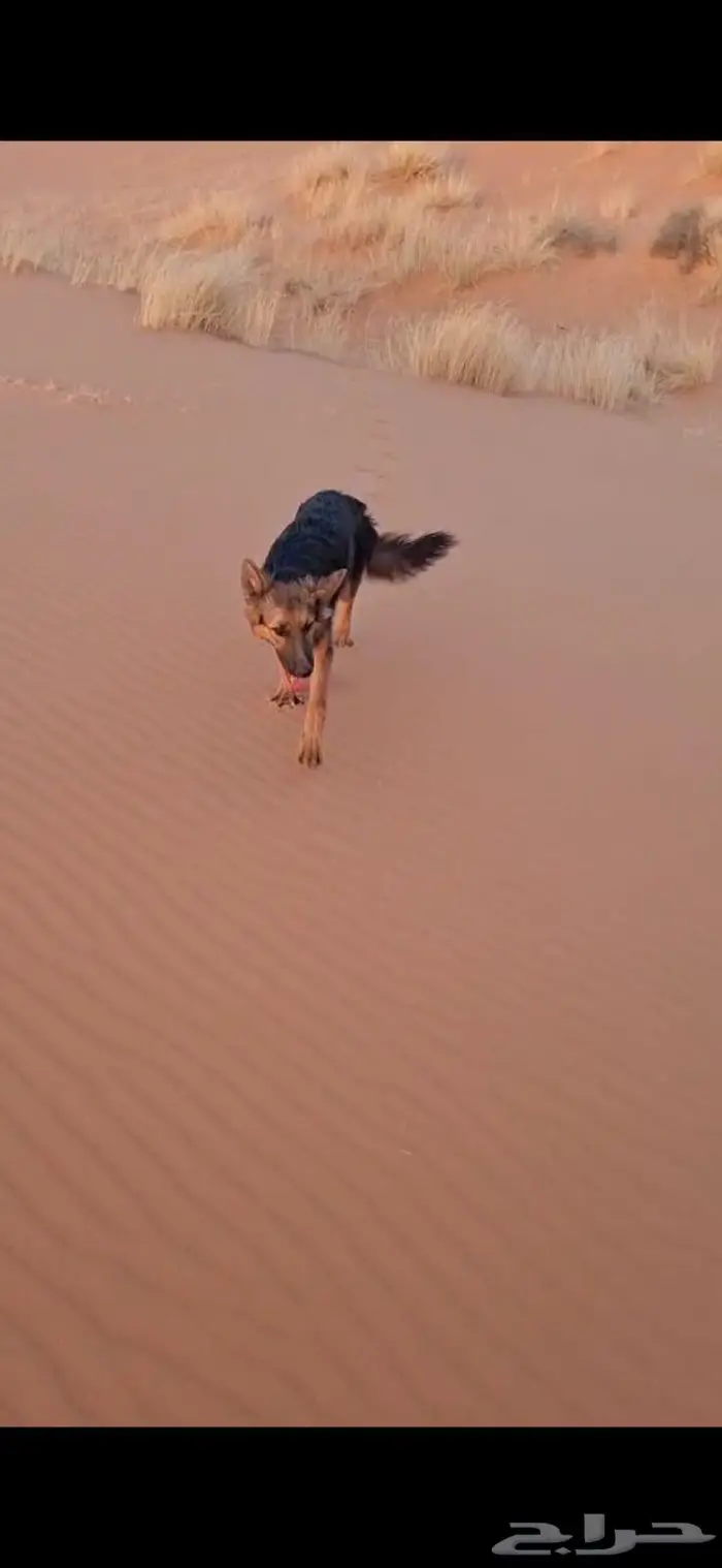كلب حراسه للبيع 0