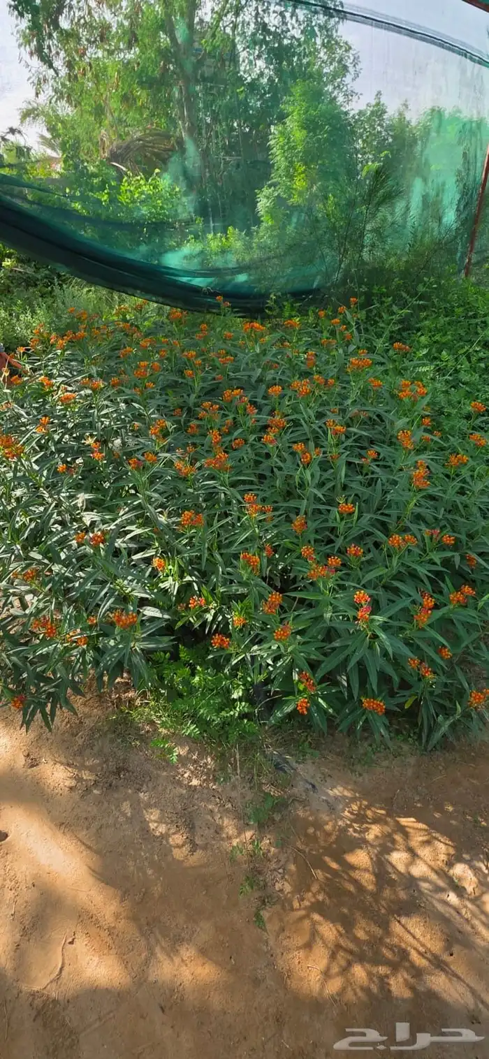 نباتات الزينة والعطريات والزهور   نجران 1