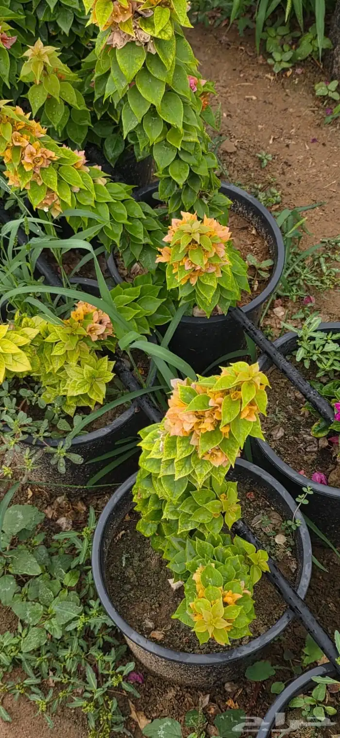 نباتات الزينة والعطريات والزهور   نجران 3