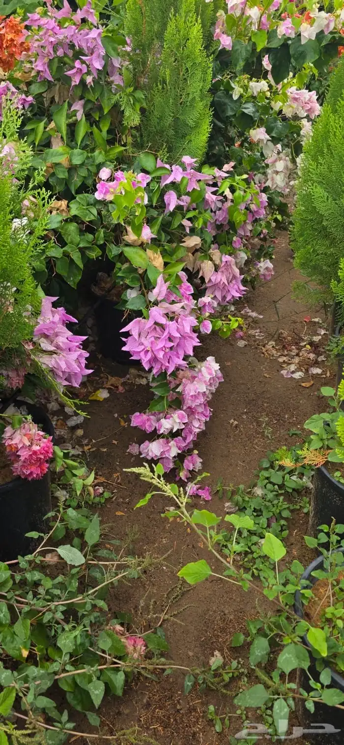 نباتات الزينة والعطريات والزهور   نجران 0